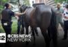 Horse carriage collision in Central Park renews calls for ban