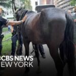 Horse carriage collision in Central Park renews calls for ban