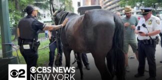 Horse carriage collision in Central Park renews calls for ban