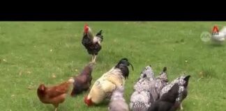 Australia bird flu: Agriculture ministry confirms first case of contagious H5 strain in country