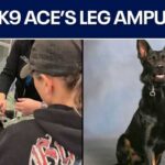 Polk County K9's leg amputated after shootout with suspect