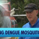 Tampa Helicopters Spray to Combat Dengue-Carrying Mosquitoes