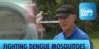 Tampa Helicopters Spray to Combat Dengue-Carrying Mosquitoes